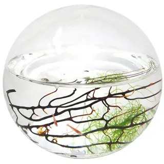 EcoSphere geschlossenes Aquatisches Ökosystem, Kugel 10cm
