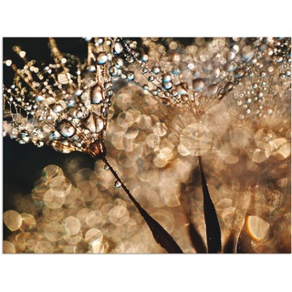 Wandbild ARTLAND "Pusteblume Goldschimmer" Bilder Gr. B/H: 40 cm x 30 cm, Alu-Dibond-Druck Blumen, 1 St., goldfarben Kunstdrucke als Alubild, Leinwandbild, Wandaufkleber oder Poster in versch. Größen