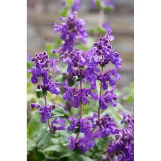 Pflanzen Für Dich Nepeta racemosa Superba Katzenminze Ca. 9x9 cm, Topf