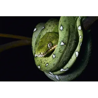 Papermoon Fototapete PAPERMOON "SMARAGDBOA-SCHLANGE TIER REPTIL AMAZONAS REGENWALD BOA", bunt, B:4,5m L:2,8m, Vlies, Tapeten