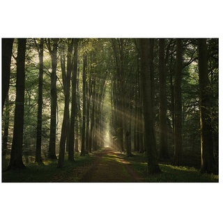 Papermoon Premium collection Fototapete Sonnenstrahlen im Wald  (B x H: 450 x 280 cm, Vlies)
