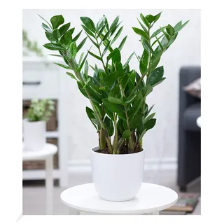 BALDUR Garten 1x Zamioculcas ca. 55-65 cm hoch, Pflanze im 17 cm-Topf, Glücksfeder, Zamie, Zamia Farn, Zamia Palme, pflegeleichte Zimmerpflanze, Grünpflanze, mehrjährig - frostfrei halten