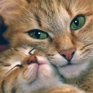 Puzzle 5000 Teile, Zwei Katzen Puzzle Erwachsene 5000 Teile, Impossible Puzzle, Puzzle Kinder Mädchen, Geschicklichkeitsspiel für die ganze Familie, Puzzle Erwachsene 5000 Teile-61.61x41.53 Zoll (156