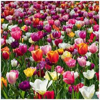 Bloomique Blumenzwiebeln 20er-Mix Tulipa 60 Days of Tulips, Tulpenzwiebeln, Wuchshöhe 25-60 cm, (20-St) grün