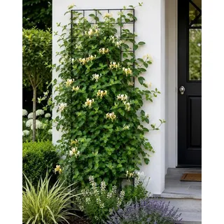 Echtes immergrünes Geißblatt 60-80 cm Lonicera henryi- Jelängerjelieber
