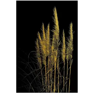 Glasbild  (Pampasgras, B x H: 60 x 90 cm)