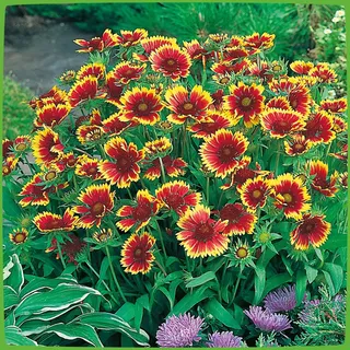 GARTEN SCHLÜTER® Kokardenblume 'Kobold' (Gaillardia aristata) - 1 Pflanze