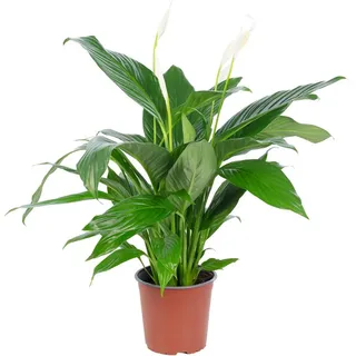Flowerbox Einblatt 4-8 Blüten/Knospen - echte Zimmerpflanze, Spathiphyllum Höhe ca. 70 cm, Topf-Ø 17 cm
