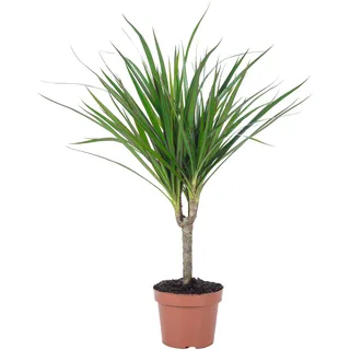 Drachenbaum - pflegeleichte Zimmerpflanze, Dracaena Marginata - Höhe ca. 35 cm, Topf-Ø 12 cm