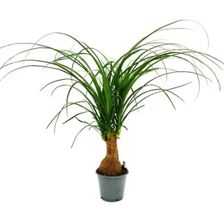 Kleiner Elefantenfuss Beaucarnea recurvata Nolina 12cm Topf Stamm