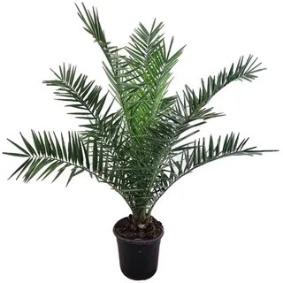 meinvipshop Phoenix canariensis Dattelpalme 75cm XXL