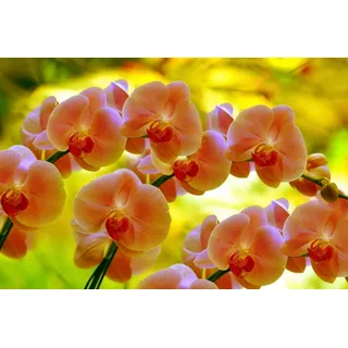 Papermoon Fototapete ORCHIDEEN-BLUME PFLANZE BLÜTE MAKRO NATUR MUSTER DEKOR bunt 2 m x 1,49 m
