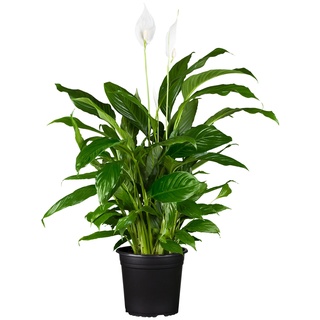 Einblatt - Spathiphyllum floribundum weiß, Höhe 70-80 cm, Ø21cm Topf, 1 Pflanze