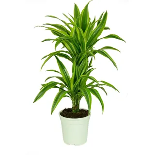 Dracaena deremensis 'Lemon Lime', Drachenbaum, echte Zimmerpflanze grün, 17cm Topfdurchmesser, Höhe ca. 60cm, 3 Pflanzen