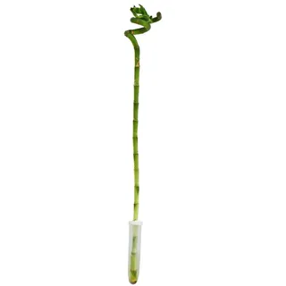 EXOTENHERZ Glücksbambus 'Lucky Bamboo' spiralförmig Dracaena Sanderiana 40cm Topf