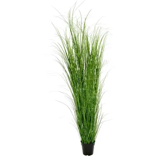 crafity Gras 180cm im Topf grün