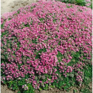 Kriechender Thymian 'Minor' im Topf Thymus praecox Bodendecker winterhart | Teppichartig kriechend, 5-10 cm hoch, rosa Blüten Mai bis August, sonnig, winterhart bis -20 °C