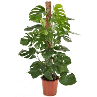 Plant in a Box Fensterblatt - Monstera deliciosa Höhe 120-130cm