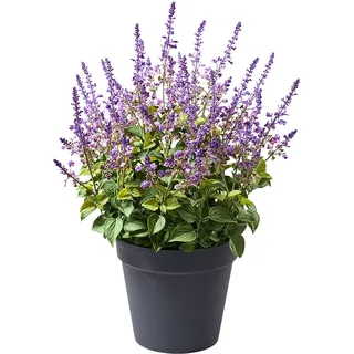 Salvia D40H76cm im Topf Kunststofftopf schwarz  - purple