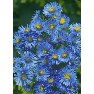 Pflanzen Für Dich Garten-Raublatt-Aster 'Barr ́s Blue' Aster novae-angliae 'Barr's Blue' P 1