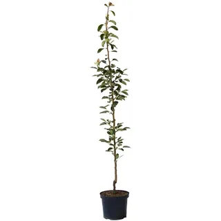 Säulenbirne Condora Syn. Condo Birnenbaum als Säulenobst 110-140 cm im 10 Liter Topf auf Quitte A