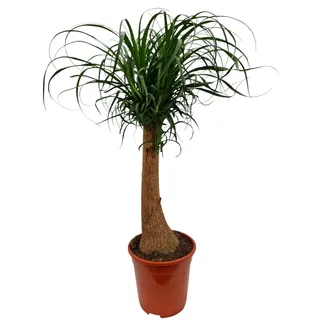 Elefantenfuß 80–100 cm – Beaucarnea recurvata | Flaschenbaum & Wasserpalme | Pflegeleichte, langlebige Zimmerpflanze für Wohnzimmer & Büro