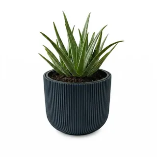 Prosperplast Milly 23,9 x 23,9 x 19,7 cm Anthrazit