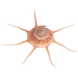 NaDeco Guildfordia yoka, Größe ca. 6cm | Deko-Schnecke | Stern-Turban-Schnecke | Meeresschnecke | Deko-Schnecknhaus | Meeresschnecke | Maritime Dekoration | Muscheln und Schnecken