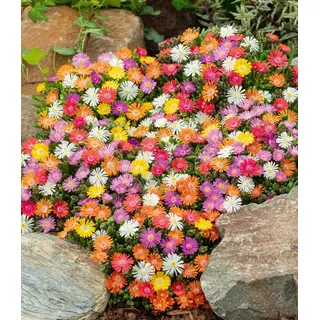 BALDUR Garten Bodendecker Winterharte Eisblumen 'Wheels of Wonder®' 4er Farbmix, 4 St., Mittagsblume, reichblühend,winterhart, mehrjährig, pflegeleicht bunt