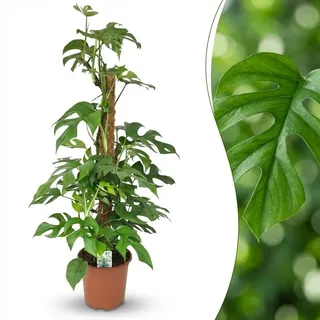 Green boutiQ - Zimmerpflanze - Mini-Fensterblatt - Monstera Minima Moosstab - Grün - Pflegeleicht - 1 Pflanze - Topf 19cm - Höhe 90cm