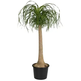 Piardino Elefantenfuß  (Beaucarnea recurvata, Topfgröße: 32 cm)
