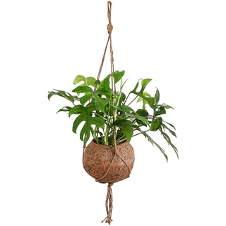 Dehner Kokodama-Ampel Fensterblatt, Monstera Minima, hängende Zimmerpflanze in braunem Kokostopf, ca. 25 cm, Ø Topf 17 cm