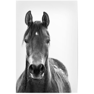 artboxONE Poster 30x20 cm Pferde Tiere Black and White Horse hochwertiger Design Kunstdruck - Bild Pferd Pferd Pferd