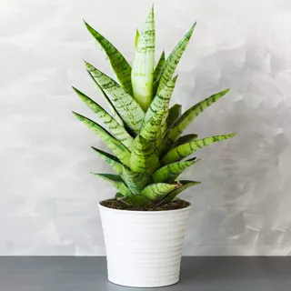 1 x Sansevieria Tough Lady - Schlangenpflanze | Ideal getopfte Pflanze für Zuhause oder das Büro