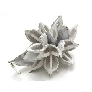 NaDeco Bastelnaturmaterial Sororoca Knospe Weiß gefärbt, Größe ca. 20-30cm Strelítzia nicolái