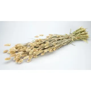 Trockenblume Phalaris gefrostet lachs getrocknet im Bund ca. 60 cm, NaDeco