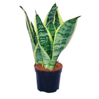 EXOTENHERZ Sansevieria trifasciata - gelb-grüner Bogenhanf - 9cm Topf
