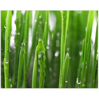 Wallario Sichtschutzzaunmatten Wassertropfen an Grashalmen grün 250 cm x 200 cm