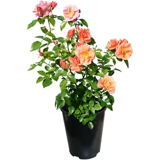 Tchibo - Rose »Schöne vom See« - apricot