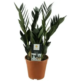 meinvipshop Zimmerpflanze Glücksfeder Zamioculcas zamiifolia Raven 45cm