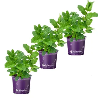 Hugo - Cocktail Minze (Mentha-spicata) 3er-Set