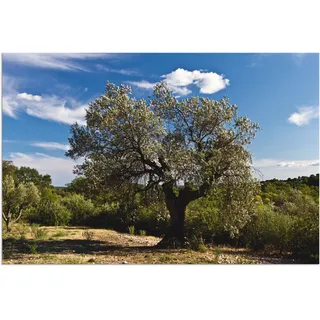 Wandbild ARTLAND "Olivenbaum in Südfrankreich" Bilder Gr. B/H: 90 cm x 60 cm, Alu-Dibond-Druck Bäume, 1 St., beige (naturfarben) Kunstdrucke als Alubild, Outdoorbild, Leinwandbild, Poster in verschied. Größen
