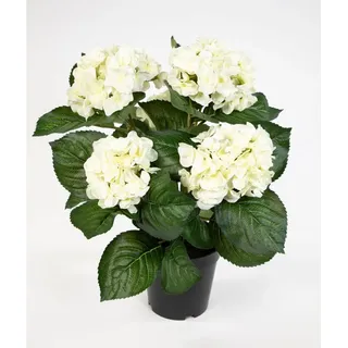 monstera wo kaufen 3er-Set  Monstera, Einblatt & Glckskastanie kaufen