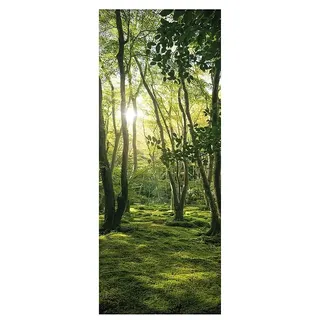 SanDesign Acryl-Verbundplatte  (100 x 250 cm, Sunny Forest)