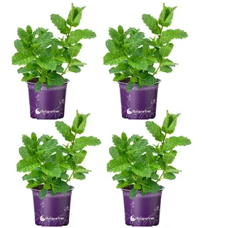 Hugo - Cocktail Minze (Mentha-spicata) 4er-Set