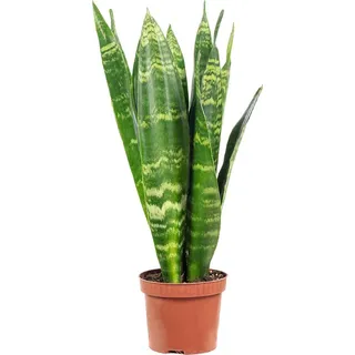 Bogenhanf - pflegeleichte Zimmerpflanze, Sansevieria trifasciata Black Coral - Höhe ca. 30 cm, Topf-Ø 9 cm - Grün
