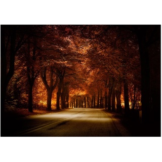 Wee Blue Coo Foto-Landschaft Straße Wald Bäume Licht Sonnenstrahl Schatten Wand Kunstdruck