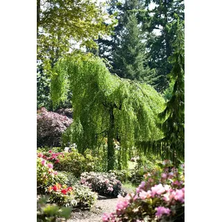 PlantaPro Hänge-Birke Betula pendula Youngii