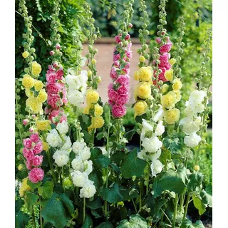BALDUR Garten Staude Stockrosen-Malven-Mischung, 3 St., Bauernrose,winterhart, mehrjährig, pflegeleicht bunt