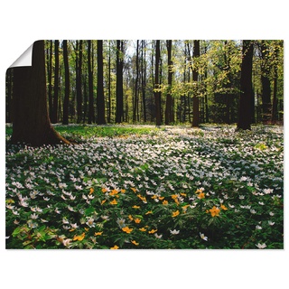 ARTland Poster Kunstdruck Wandposter Bild Wanddeko 60x45 cm Landschaften Wald Fotografie Grün Frühlingswald bedeckt mit Windröschen T9PO
